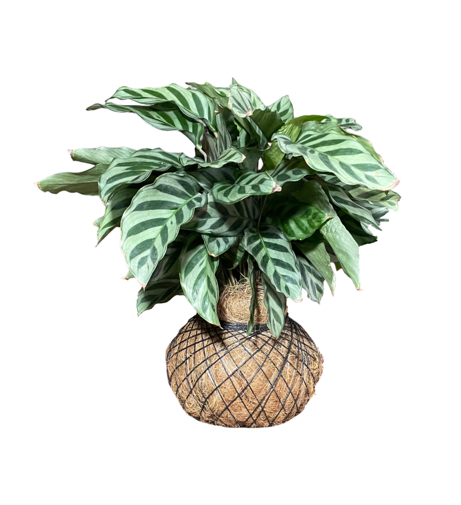 Calathea Fredy
