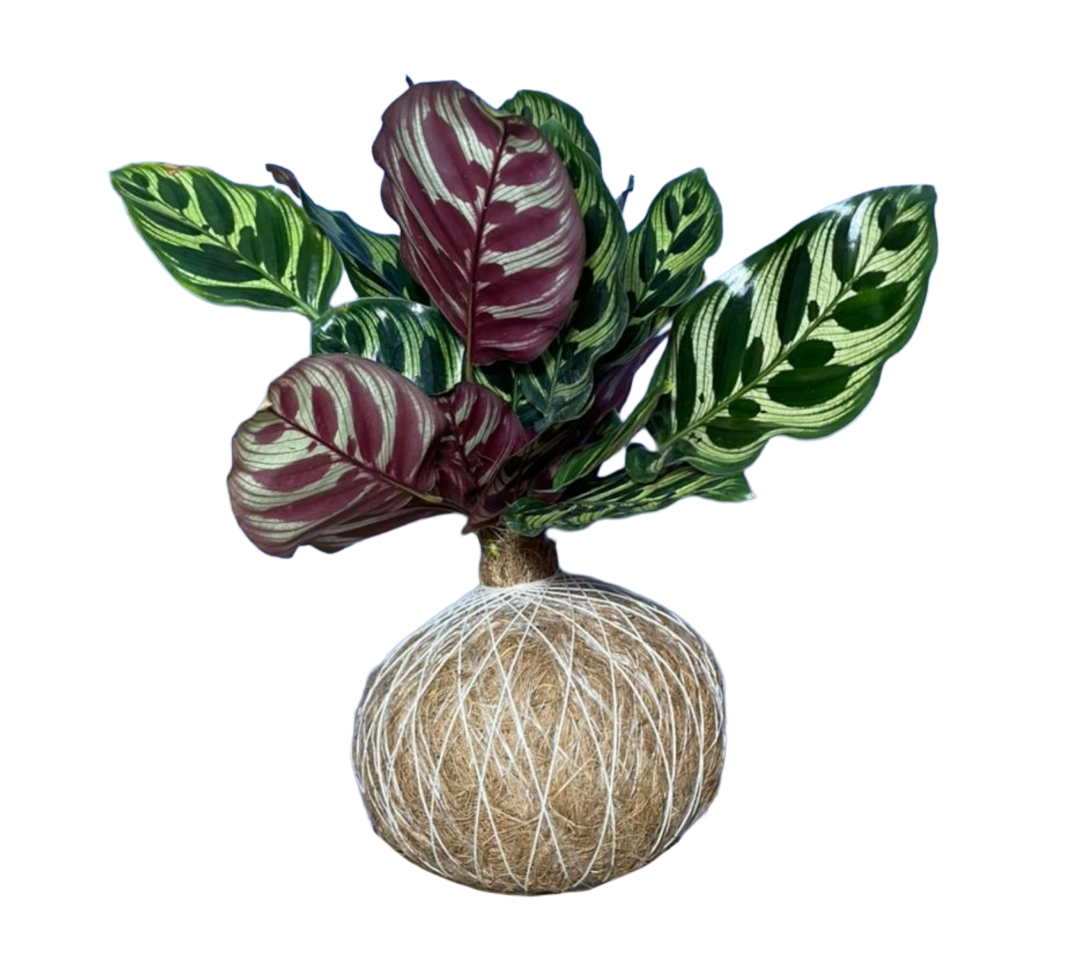 Calathea Makoyana