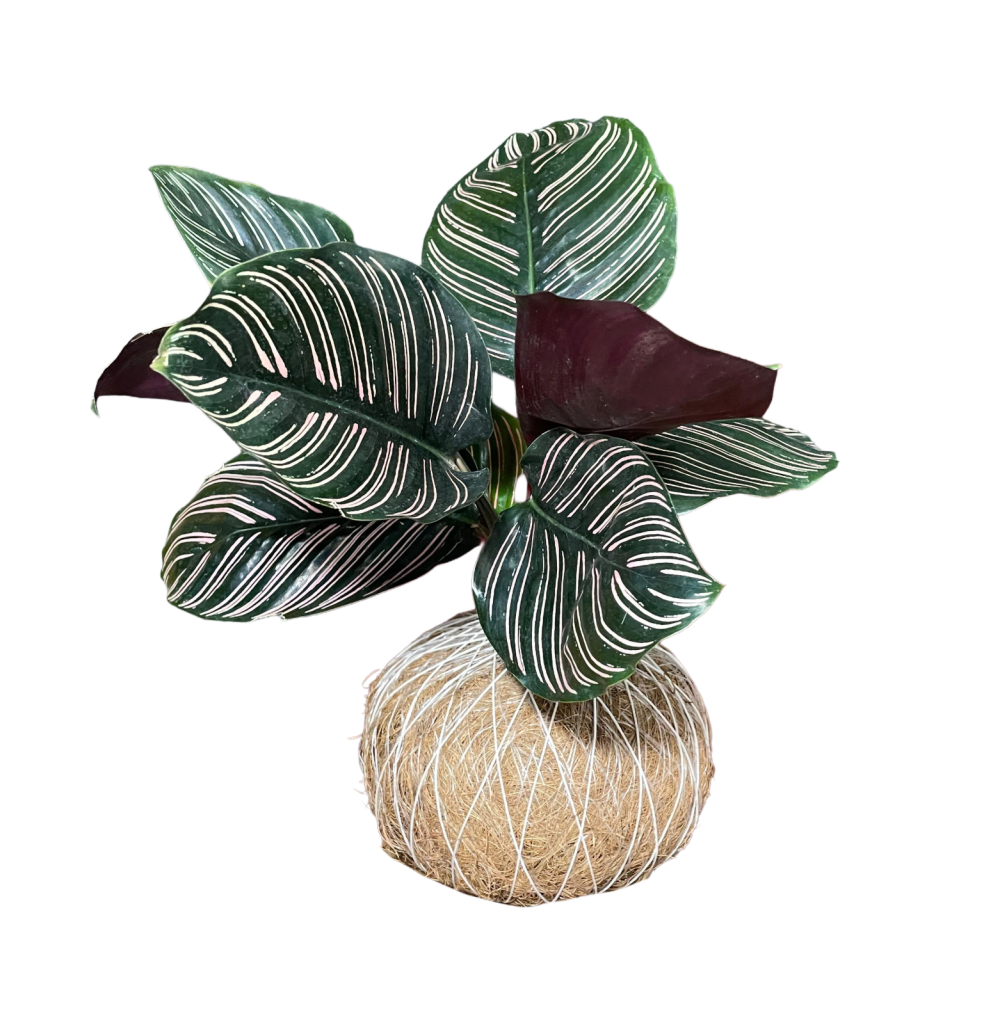 Calathea Ornata