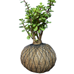 Kokedama Árbol de la Abundancia