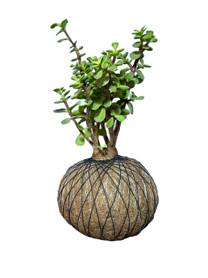 Kokedama Árbol de la Abundancia