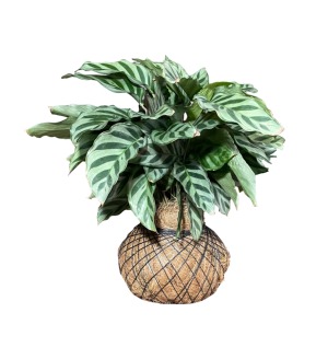 Kokedama Calathea Fredy