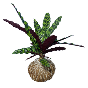 Kokedama Calathea Lancifolia