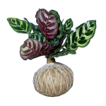 Kokedama Calathea Makoyana