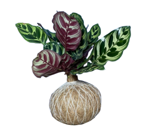 Kokedama Calathea Makoyana