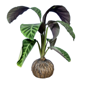 Kokedama Calathea Reina