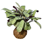Kokedama Calathea Maranta Sapito