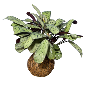 Kokedama Calathea Maranta Sapito