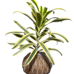 Kokedama de Dracaena 'Canto de la India'