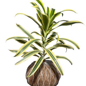 Kokedama de Dracaena 'Canto de la India'