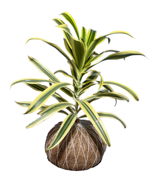 Kokedama de Dracaena 'Canto de la India'