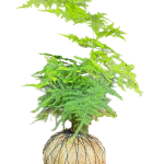 Kokedama Espárrago Plumoso