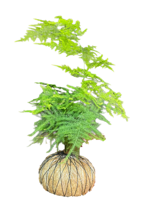 Kokedama Espárrago Plumoso