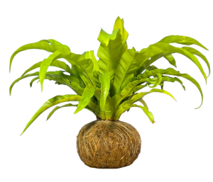 Kokedama Helecho Osaka (Asplenium antiquum)