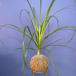 Kokedama Pata de Elefante