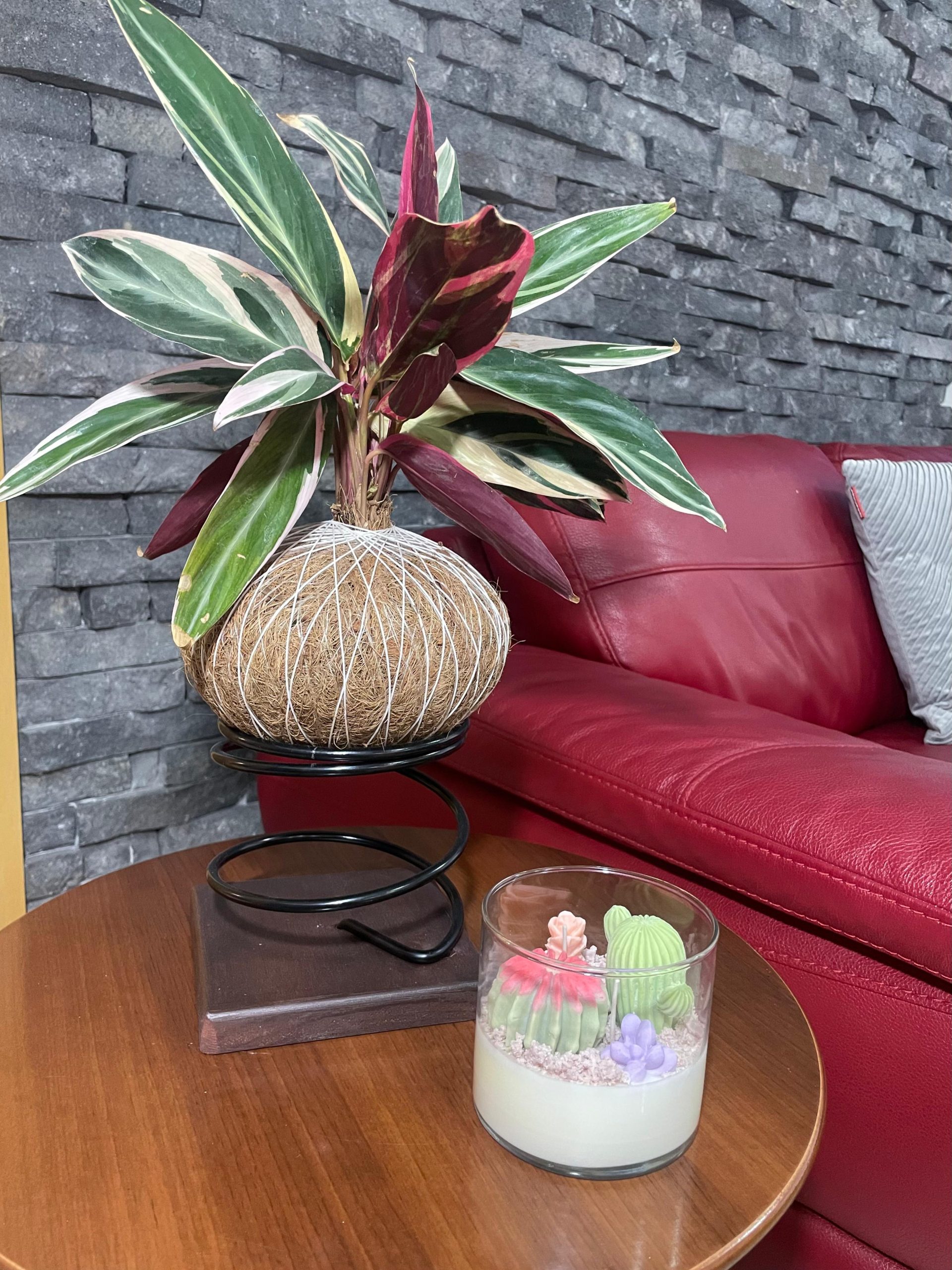 Terrario grande - Imagen 2