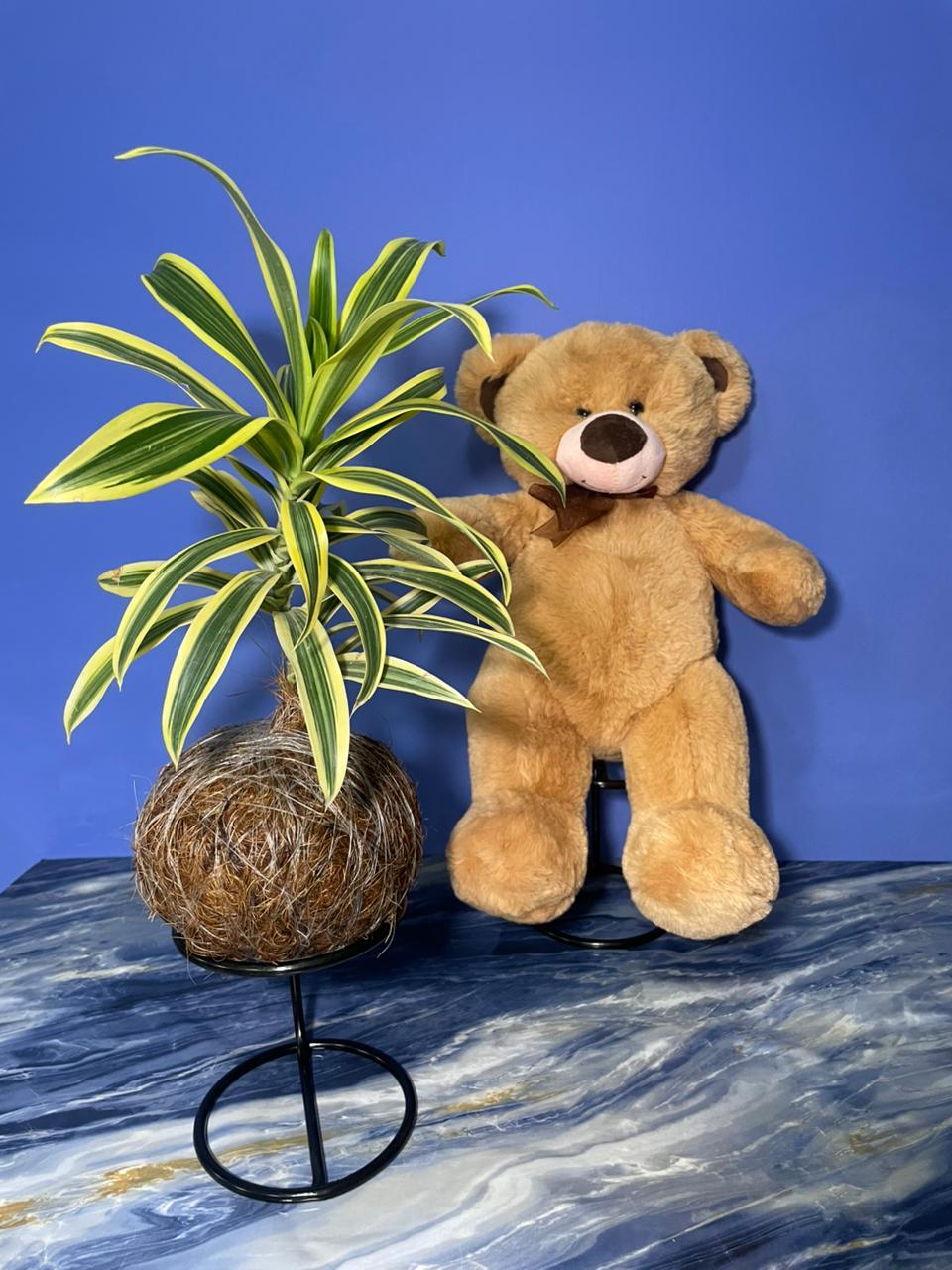 Oso de peluche tradicional (Café) - Imagen 2