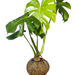 Kokedama Monstera Deliciosa