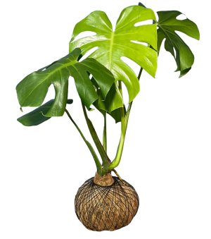 Kokedama Monstera Deliciosa