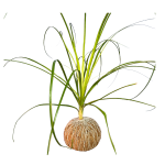 Kokedama Pata de Elefante