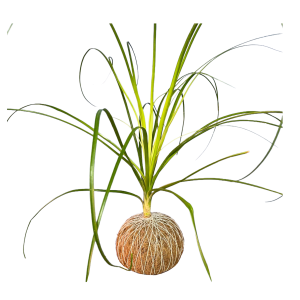 Kokedama Pata de Elefante