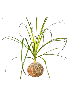 Kokedama Pata de Elefante