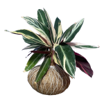 Kokedama Calathea Pluma de Indio (Cordyline)