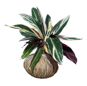 Kokedama Calathea Pluma de Indio (Cordyline)