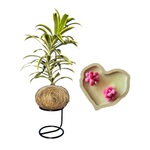 Proyecto Eliminar fondo (19) KokeAvanzada - Canto de india