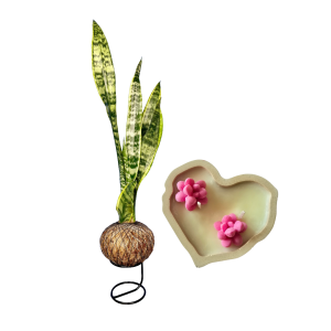 Proyecto Eliminar fondo (28) KokeAvanzada - Lengua de suegra