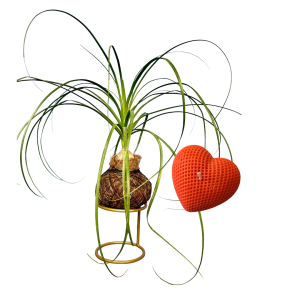 Proyecto Eliminar fondo (30) KokeEsencial - Pata de elefante