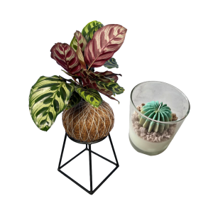 Proyecto Eliminar fondo (31) KokeZen - Calathea Makoyana