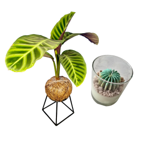 KokeZen - Calathea Reina KokeZen - Calathea Reina