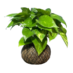 Kokedama Pothos (Potus) Teléfono