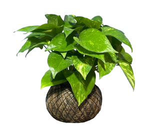 Kokedama Pothos (Potus) Teléfono