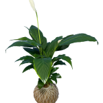 Kokedama Cuna de Moisés o Lirio de paz (Spathiphyllum)
