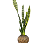 Kokedama Sansevieria - Lengua de suegra