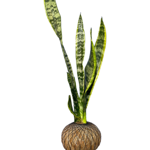 Kokedama Sansevieria - Lengua de suegra