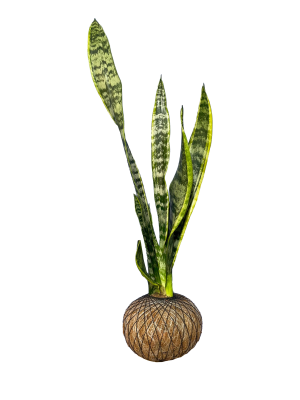 Kokedama Sansevieria - Lengua de suegra