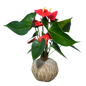 Kokedama Anturio