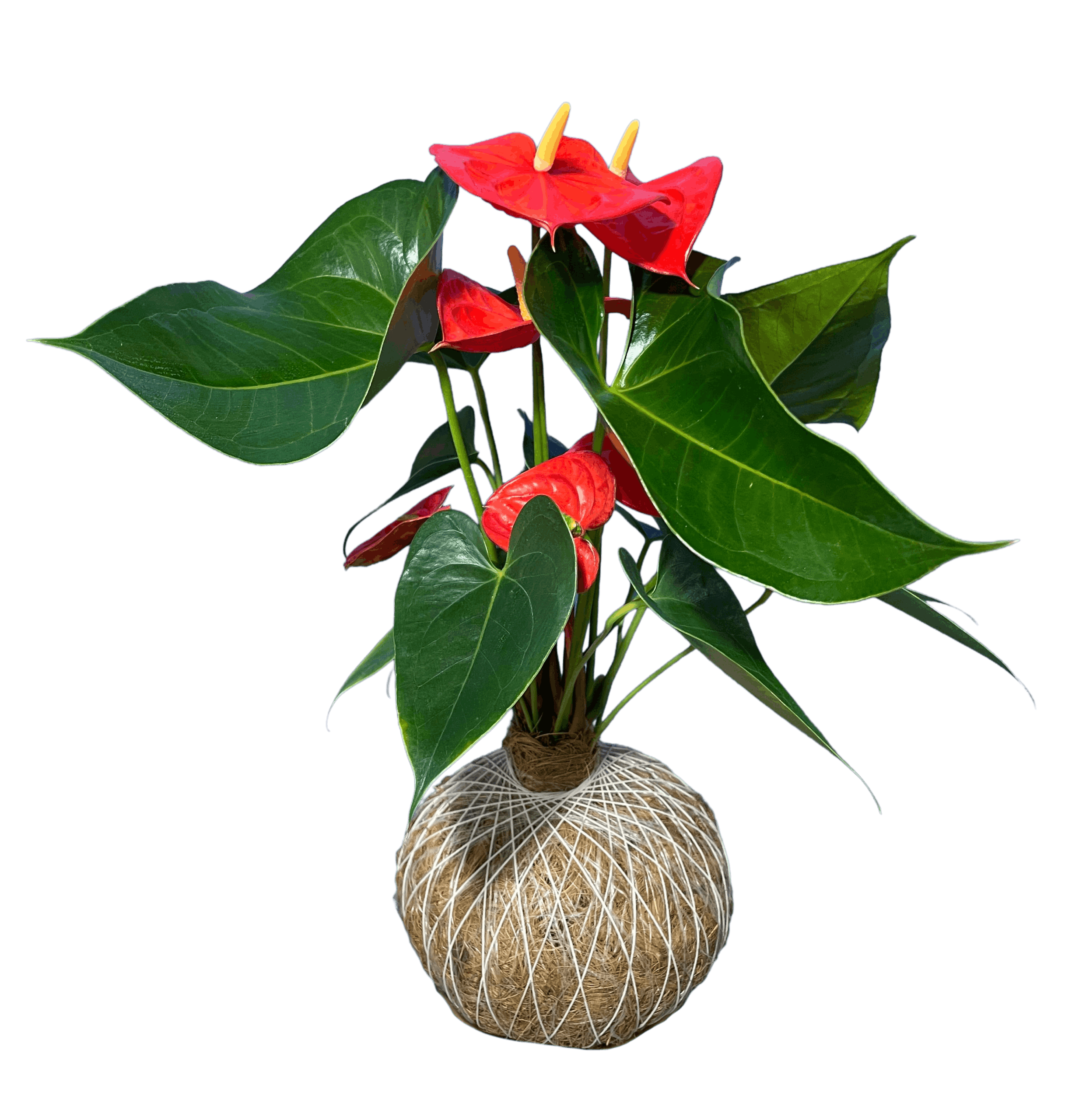 Planta 1