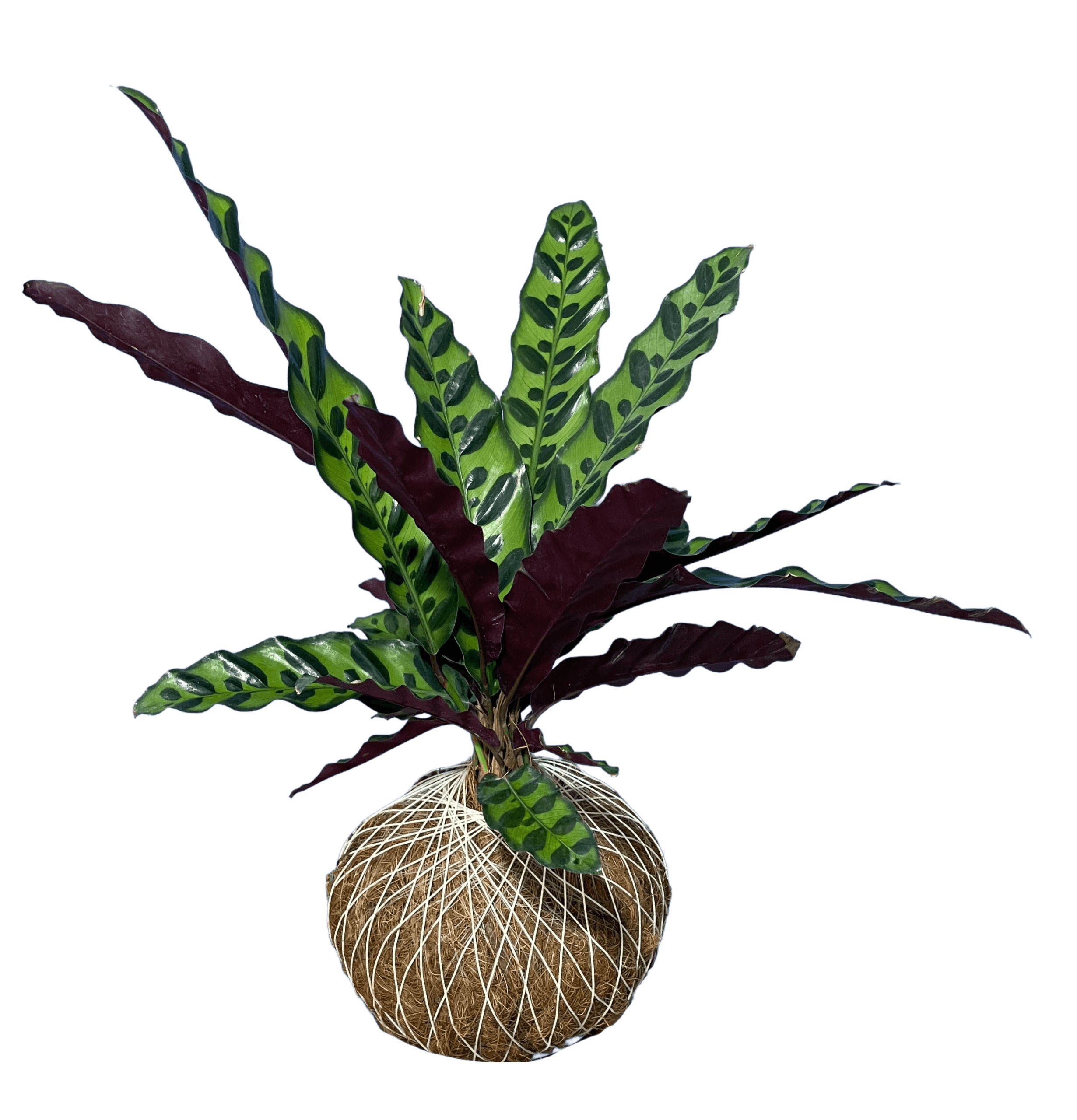 Planta 1