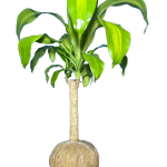 Kokedama Palo de Brasil (Euphorbia tirucalli)