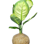 Kokedama Mariana (Dieffenbachia)