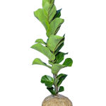 Kokedama Ficus Pandurata