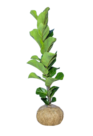 Kokedama Ficus Pandurata