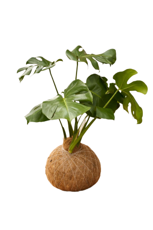 Kokedama Monstera Deliciosa GRANDE