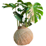 Kokedama Monstera Deliciosa GRANDE