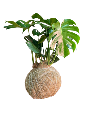 Kokedama Monstera Deliciosa GRANDE