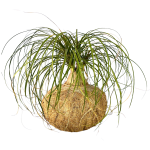 Kokedama Pata de Elefante GRANDE